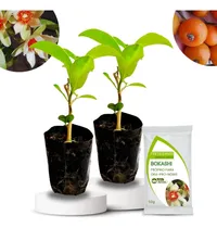 Comprar Ora-pro-nóbis 2 Mudas Comestíveis Flor Branca Adubo Brinde