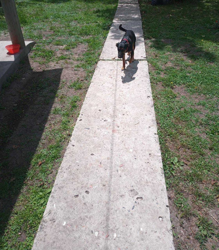 Imagen 10 de 10 de Guardería Canina Zona Sur