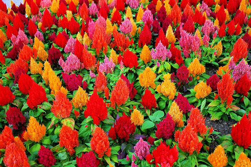 Más De 200 Semillas De Celosia - Plumas De Pampas De Colores