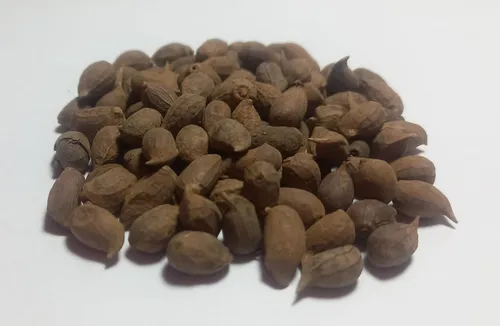 Semillas De Maní Forrajero X 1 Kilo 1000gr