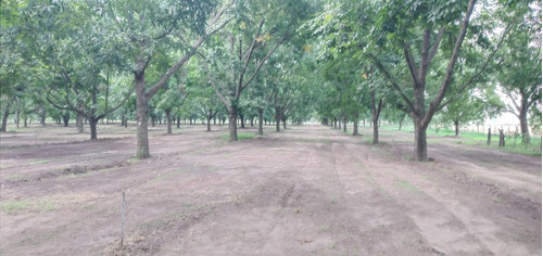 Imagen 2 de 14 de Chacra 12 Hectáreas Con Plantación De Pecanes