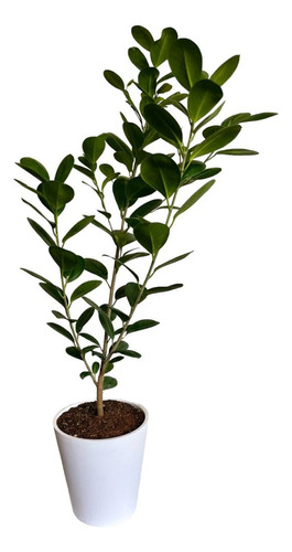 Planta De Interior Ficus Moclame