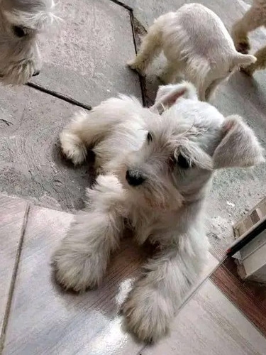 Cachorritos Schnauzer Mini Blancos 