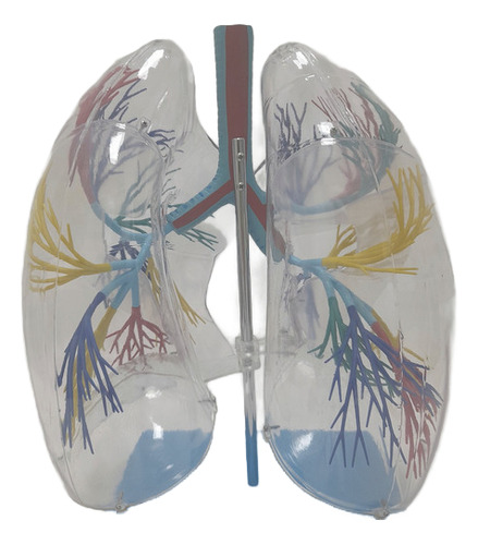 Modelo Anatomia Pulmão Transparente Brônquios Traqueia