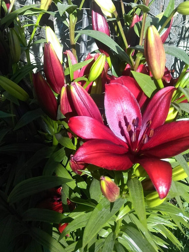 Oferta !!!!!   Bulbos Lilium Rojos