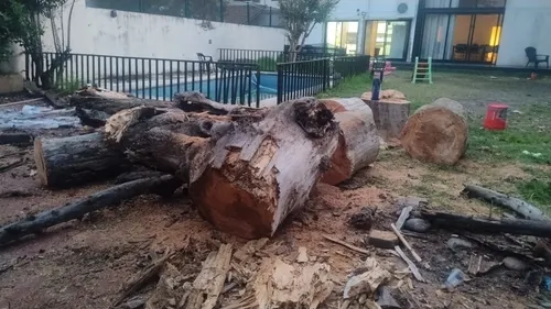 Poda De Arboles Servicio De Poda Tala Extracción De Raíz