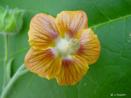 Imagem 3 de 9 de Abutilon Bronze-ouro Auritum Flor Hibisco Sementes Pra Mudas