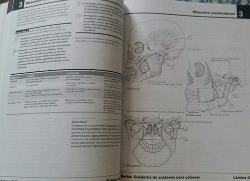 Netter Cuaderno De Anatomía Para Colorear