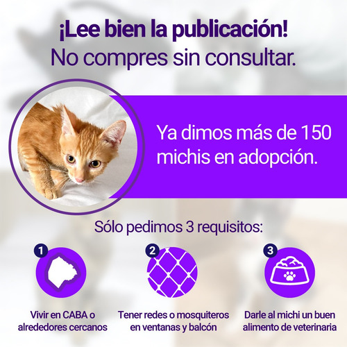 Gata Carey En Adopcion Responsable