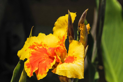 Achira (canna Indica)
