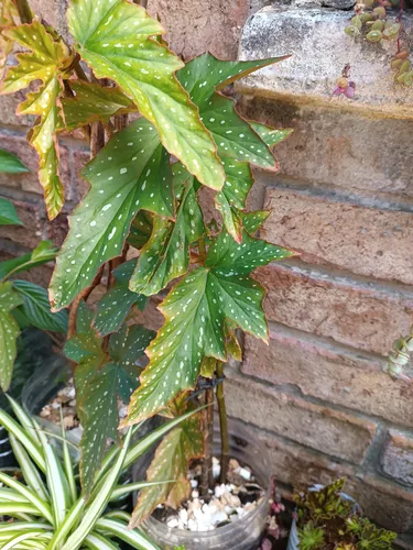 Planta Ala De Angel Grande