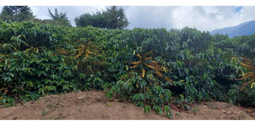 Venta Finca 14 Ha, Boconó Edo. Trujillo, Venezuela