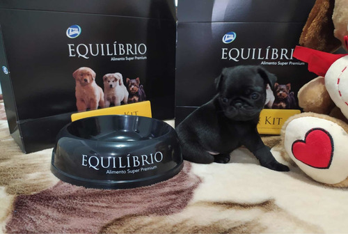 Imagen 5 de 7 de Hembritas Pug Carlino