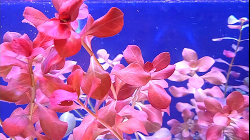 Paquete De 7 Plantas Acuáticas Rojizas Y Su Envío.