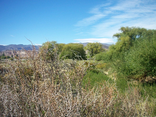 Venta Campo Sobre Río Chubut De 800 Has