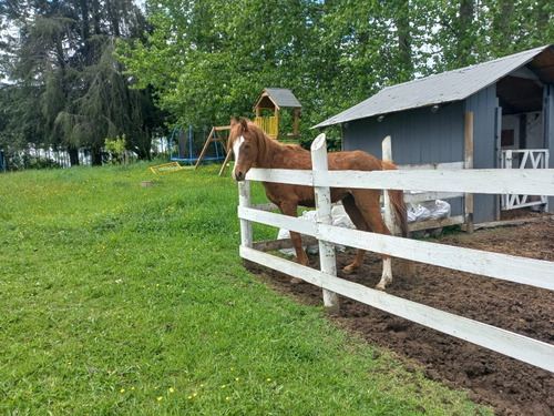 Caballo Árabe Inscrito 