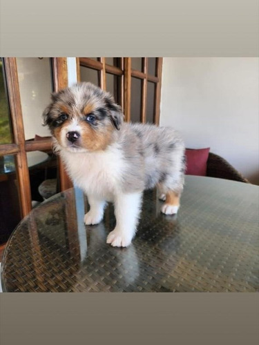 Cachorro Pastor Ovejero Australiano 