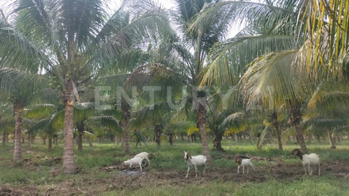 Venta De 5 Has. Sembradas Con Palma De De Coco En Coquimatlán, Colima.