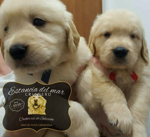 Cachorros Puros En Mar Del Plata - Criadero Estancia Del Mar