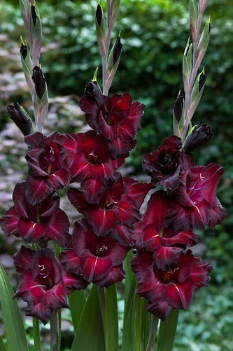 Bulbos De Gladiolos Super Exoticos X 10 Bulbos