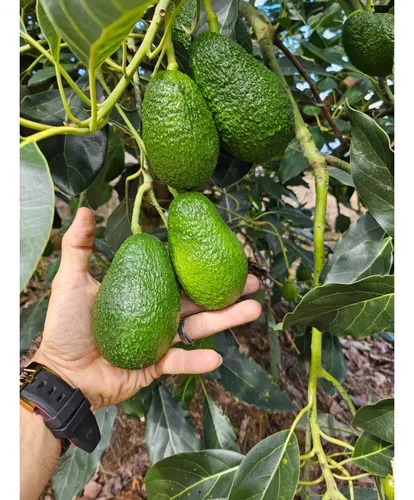 Se Vende Finca En Produccion Aguacate Hass Pijao Quindio