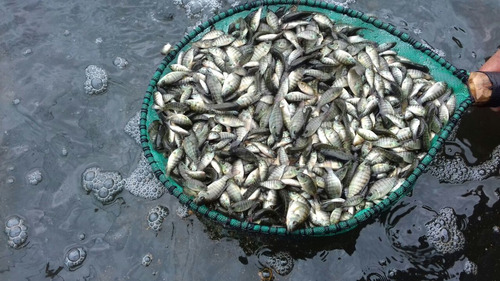 Venta De Cría De Tilapia Hormonada