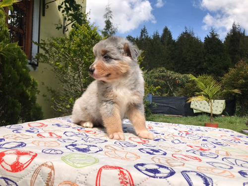 Cachorros Pastor Ovejero Australiano Animal Pets Colombia 