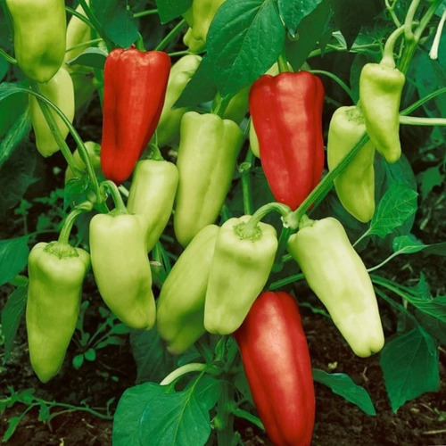 150 Semillas De Chile Pimiento Italiano + Instructivo
