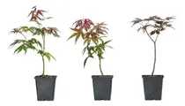 Comprar Acer Japonés  ! ( Acer Japonicum  Atropurpureum )  