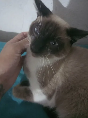 Gato Pam