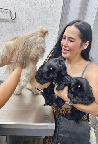 Shitzu Cachorro Macho
