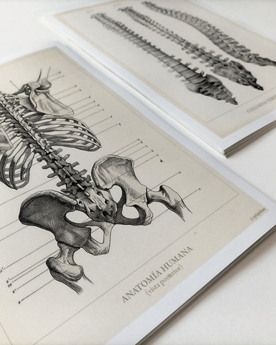 Anatomía Humana 17 - Láminas Póster Retro Antiguo Decoración