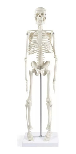 Modelo De Esqueleto Humano Para Anatomía De 45 Cm