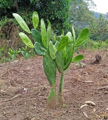 Pencas De Nopal Verdura Para Plantar 3 Pzas