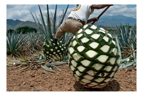 Tequila La Puerta Negra Joven 1L