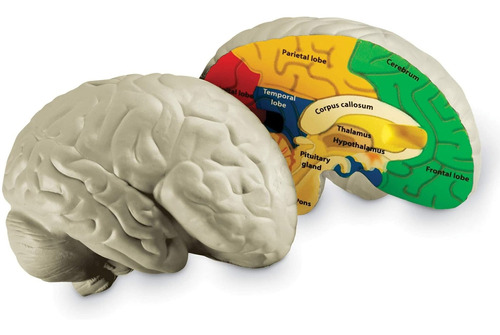 Cerebro Humano Modelo Transversal Partes Encéfalo Learning