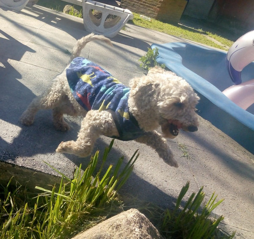 Servicio Caniche Toy Macho
