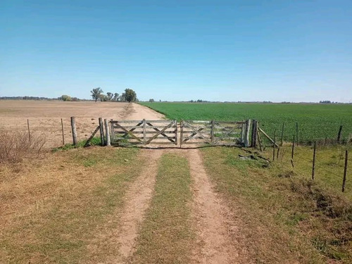 Campo Venta Pergamino 300ha Agricolas