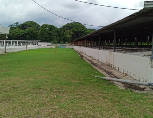Imagen 5 de 17 de Complejo Porcino En Barquisimeto, Lara Operativo En Venta