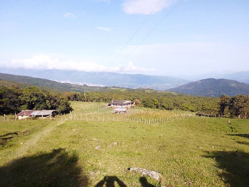 Imagen 3 de 7 de En Venta Finca Capacho Libertad 19.5 Has Ah
