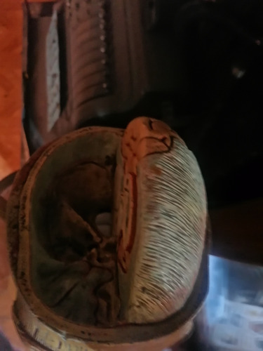 Antiguo Modelo Anatomico De La Cabeza Humana (Usado)