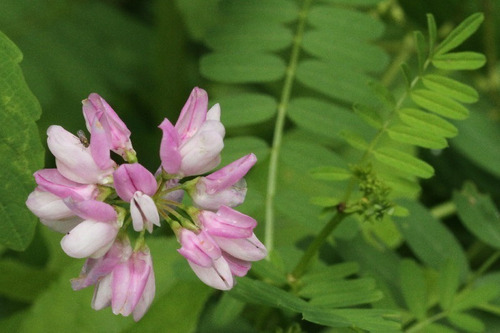 O Alcaçuz (glycyrrhiza Glabra) 100 Gr (ervas Para Chá)