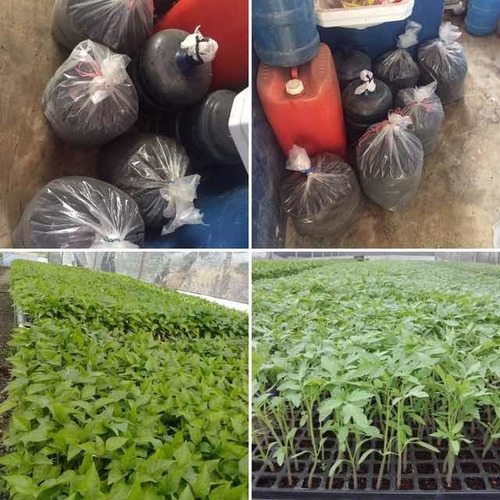 Humus Sólido De Compost Vegetal Puro Por Kilos.