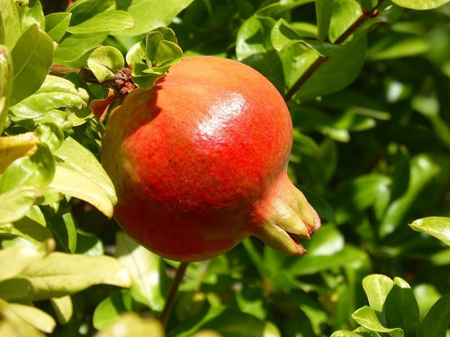 Arbol Frutal De Granada Granado Punica Granatum Tendral