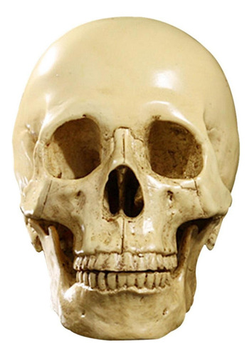 1: 1 Modelo De Resina Forma De Cráneo For Enseñanza