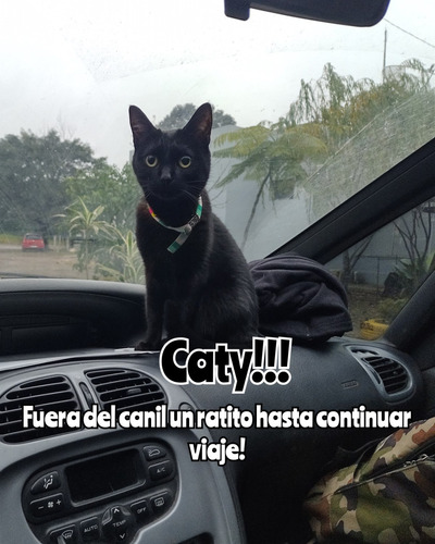 Imagen 3 de 6 de Traslado Nacional E Internacional De Mascotas!