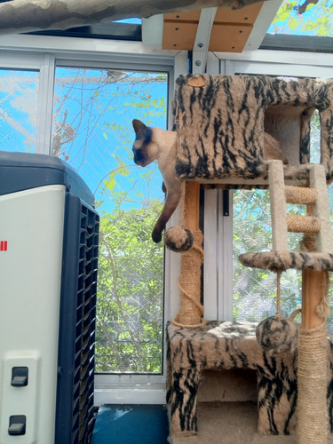 Guardería De Gatos En Mi Casa