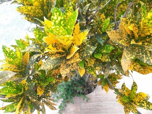 Cróton Amarelo - Codiaeum Variegatum - Pote 17
