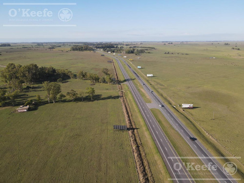 Campo Ganadero En Venta En Chascomus 119 Has Sobre Autovía 2.