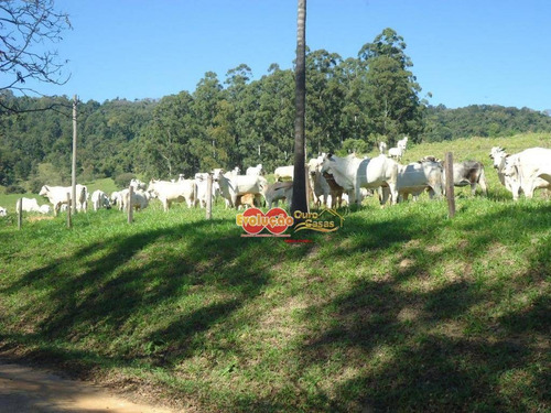 Imagem 23 de 23 de Fazenda - Município Amparo-sp/ Pedreira-sp - Fa0028